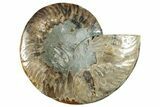 Cut & Polished Ammonite Fossil (Half) - Madagascar #282621-1